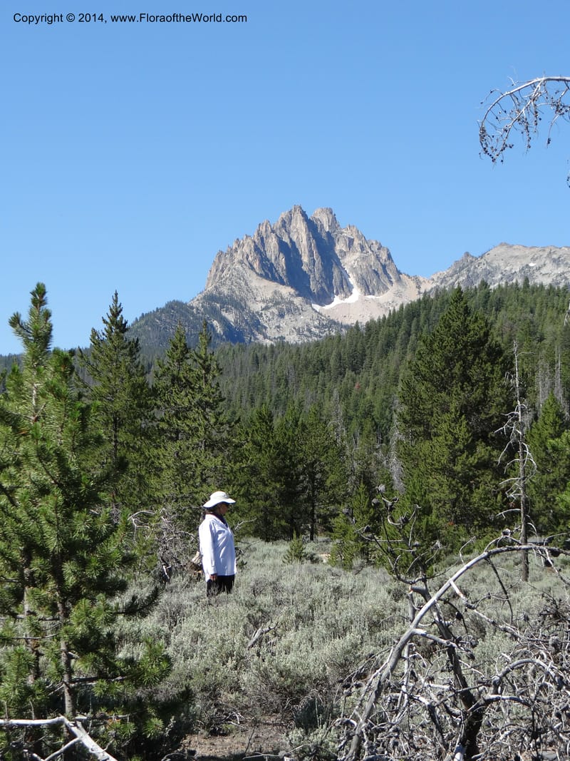ID. Custer Co. 1.6 mi from Hwy 75 on Redfish Lake Rd. 13 Jul 2013. DSC06785 (93).JPG