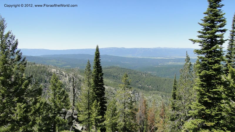 ID. Valley Co. Road to Gold Fork Looklout. 16 July 2010. 060.jpg