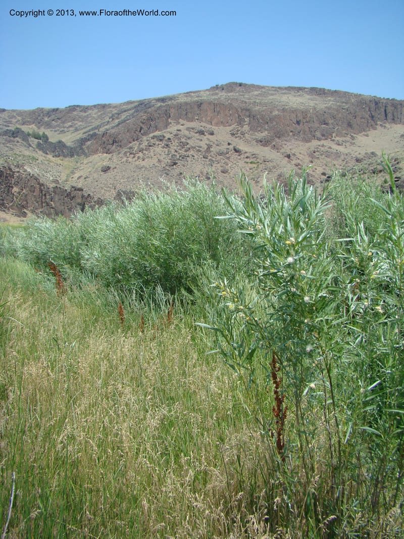 OR. Malheur Co. Owyhee Riv. near Three Forks. 16 Jul 08. 083.jpg
