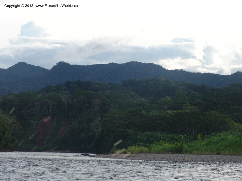 Rio Tuichi, upriver from Chalalan--Bolivia. Pq. Nac. Madidi. near San Jose de Uchup. 29 Nov 04. 031.jpg