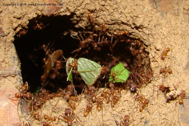 Leaf cutter ants--Peru. Loreto. Dto.Parinari. Qbda Parinari. R.Samiria. 17 Nov 08. 273.jpg