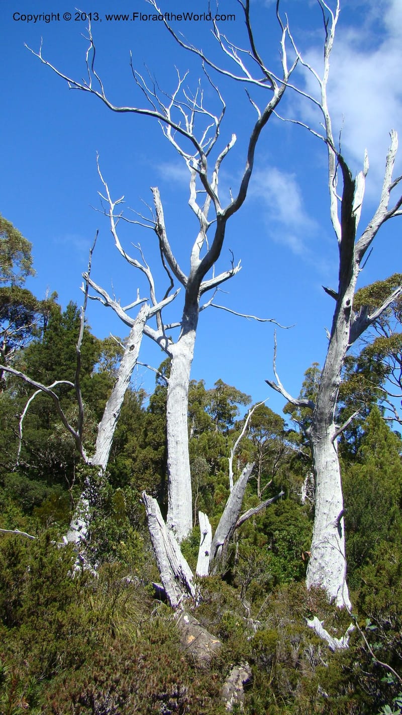 Tasmania. Mt. Field N. P. Near Lake Dobson. 29 Jan 2010. 006.jpg