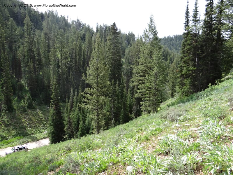 ID. Bear Lake Co. Mt. Sherman. 13 Jul 2012. DSC03473 (36).JPG