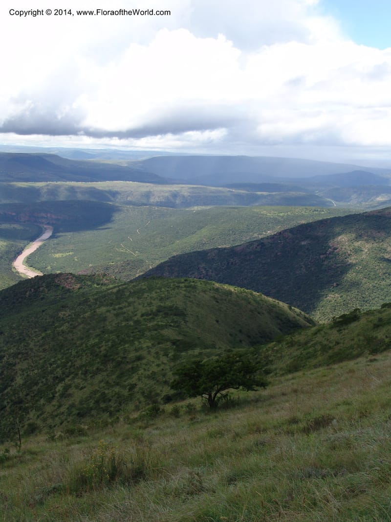 So.Africa. E. Cape. Moonstone Farm, Quanti Area, Stut. 8 Mch 05. 101 (12).jpg