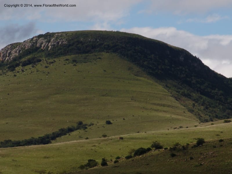 So.Africa. E. Cape. Moonstone Farm, Quanti Area, Stut. 8 Mch 05. 101 (19).jpg