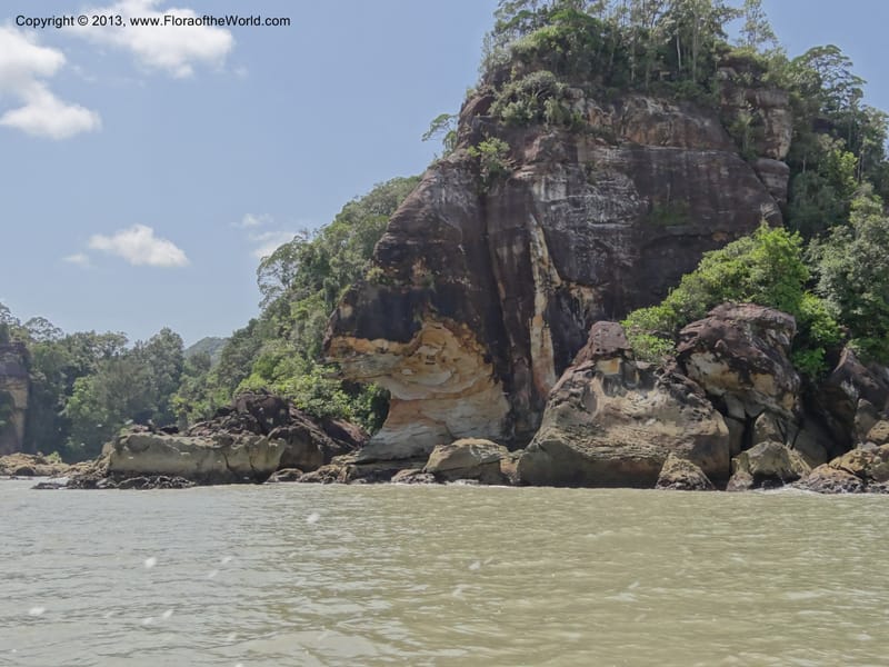 Malaysia, Sarawak. Bako Nat. Park. 29 Mar 2012.  DSC06061 (8).JPG