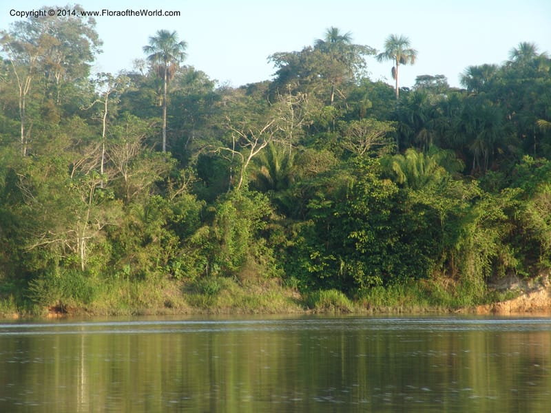 Rio Madre de Dios--Peru. Edo. Madre de Dios. 22 Oct 05. 313.jpg