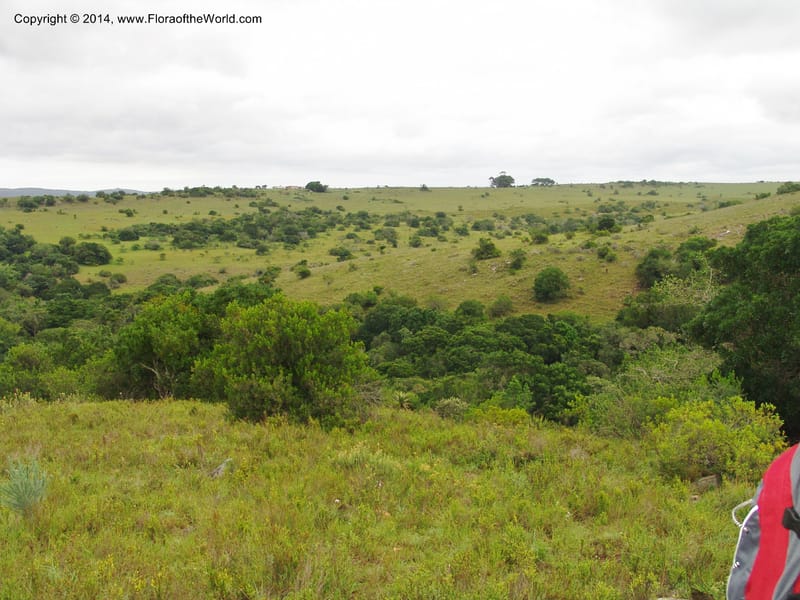 So.Africa. E. Cape. Trappes Valley. 7 Mch 05. 105.jpg