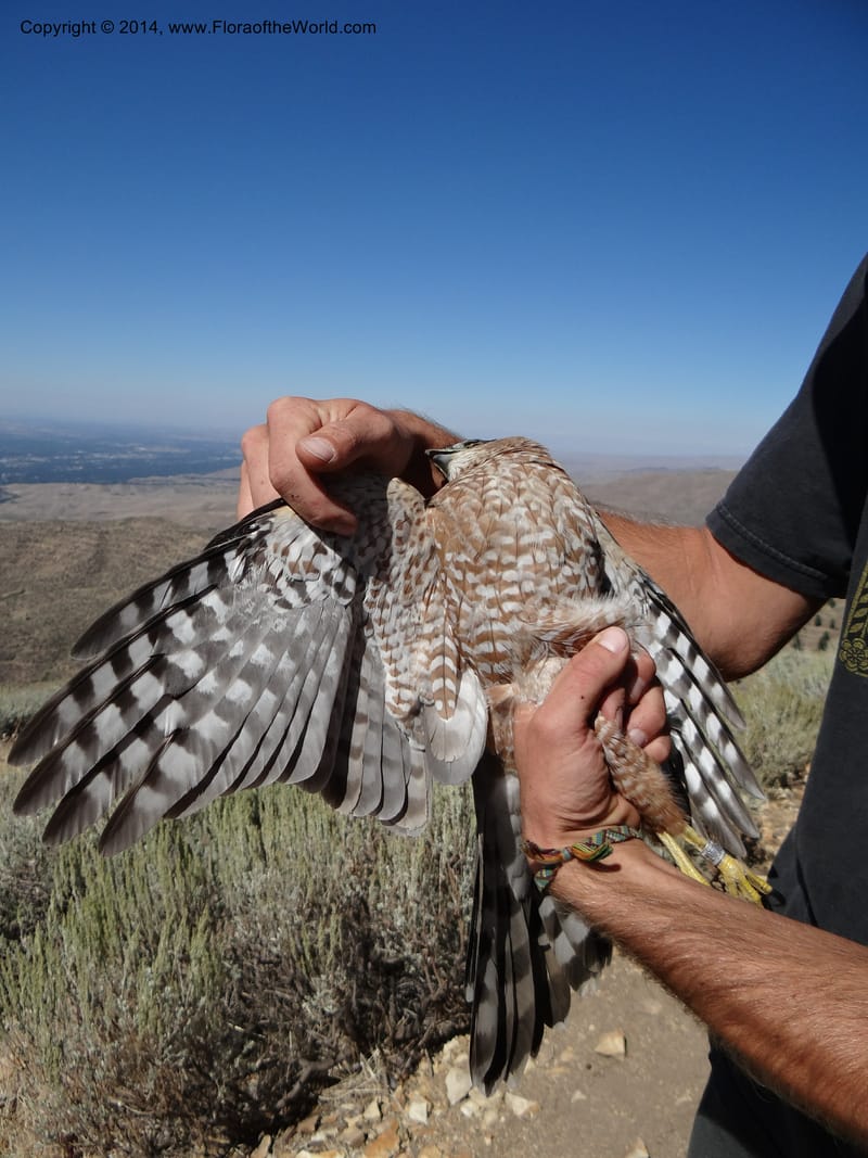 ID. Ada County. Idaho Bird Observ. Lucky Peak. 16 Sep 2013. (67).JPG
