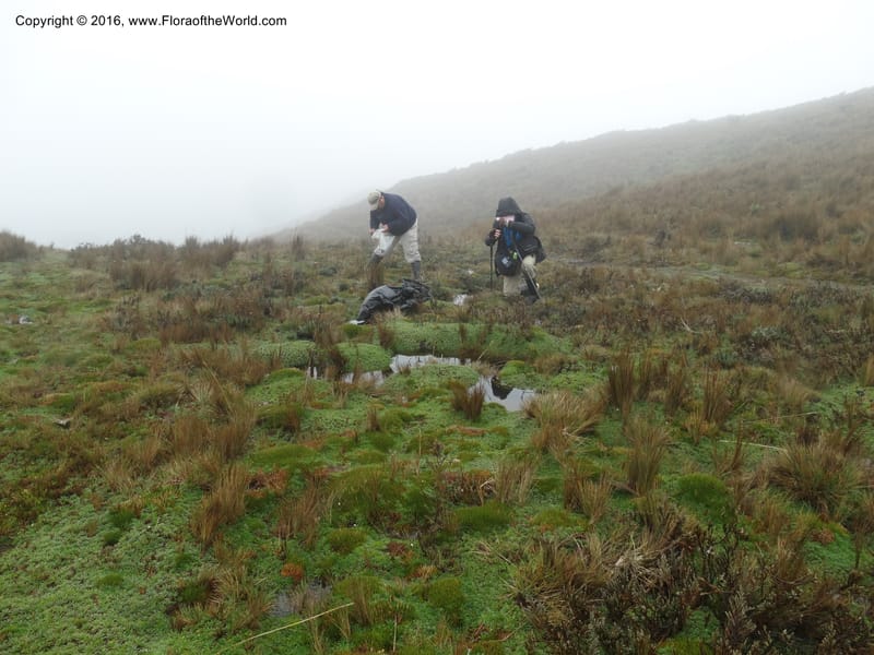 Ecuador. P. N. Cajas. Tres Cruces. 28 Apr 2015. DSC03499 (145).JPG