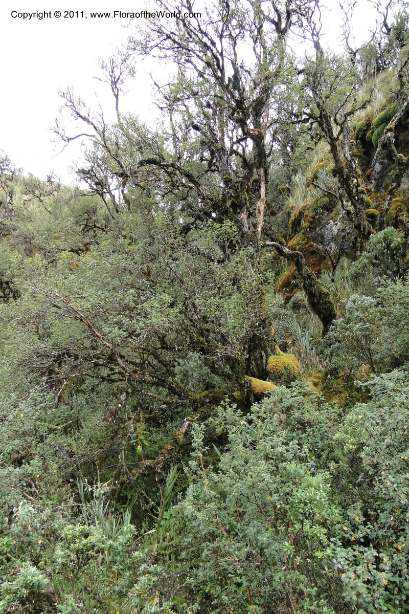 Ecuador. Napo. Papallacta to Baeza. 1 Jun 2011. 401.jpg