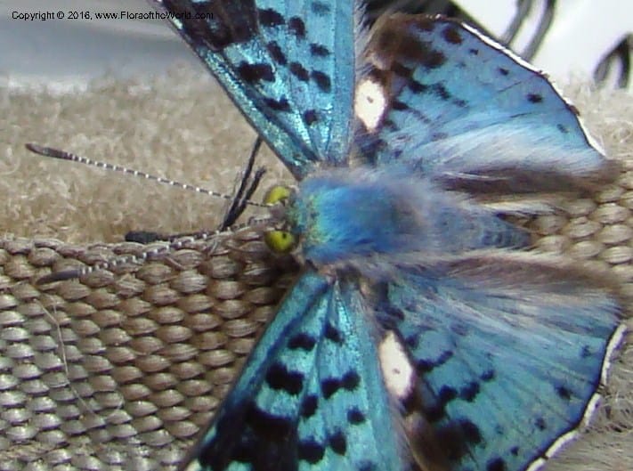 Peru. Loreto. Dist. Nauta. Qbda Nawapa, Rio Tigre. 11 Nov 08. 639.jpg