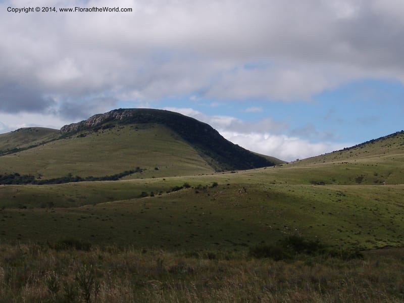 So.Africa. E. Cape. Moonstone Farm, Quanti Area, Stut. 8 Mch 05. 101 (18).jpg