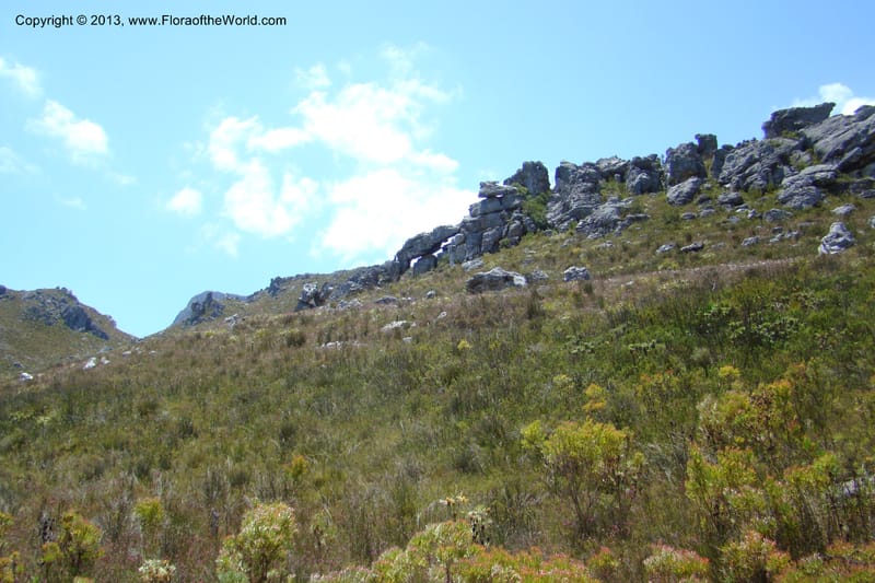 South Africa. Cape Prov. Kogelberg Nat. Res. 21 Jan 09. 160.jpg
