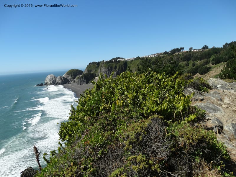 Chile. Coastal rd S of Constitucion. 25 Nov 2014. DSC08074 (160).JPG