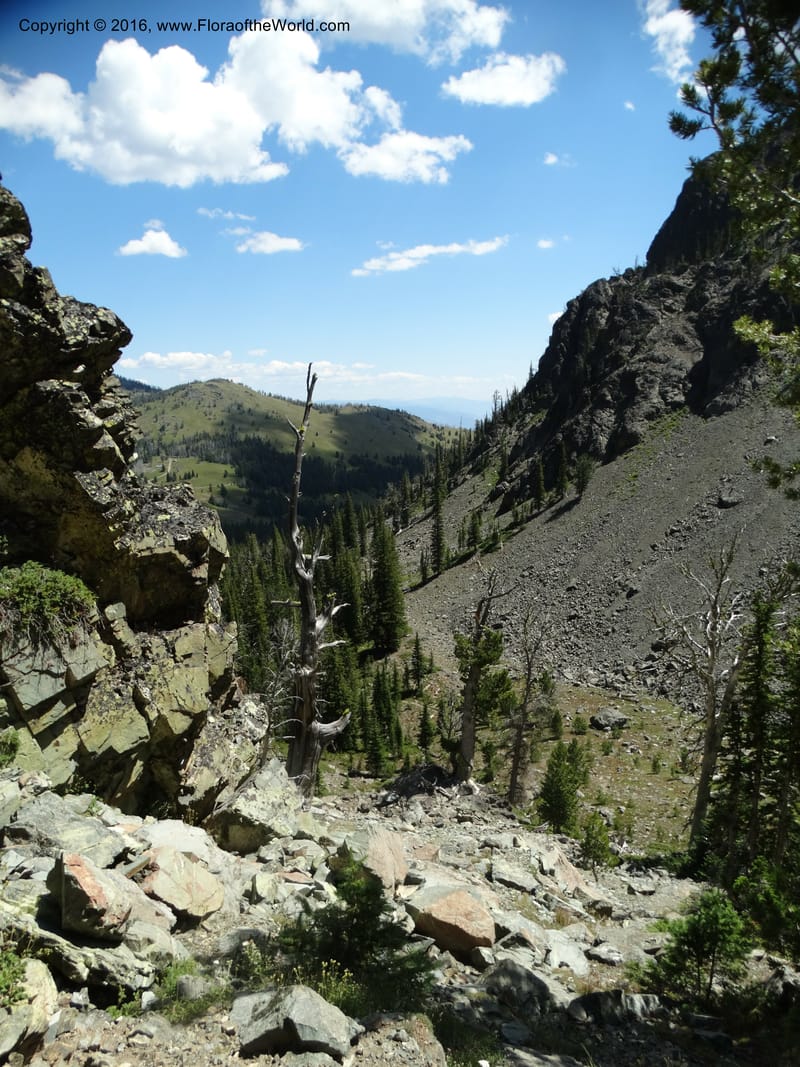 ID. Idaho Co. Seven Devils Mtns. 20 Jul 2015. DSC07745 (98).JPG