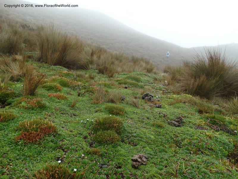 Ecuador. P. N. Cajas. Tres Cruces. 28 Apr 2015. DSC03499 (147).JPG