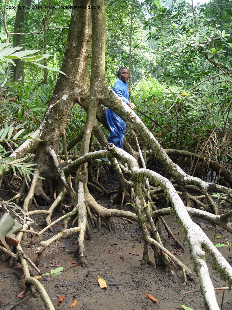 Cameroon. Bimbia Mangrove Nat. Trail. 8 Dec 03. 067.jpg