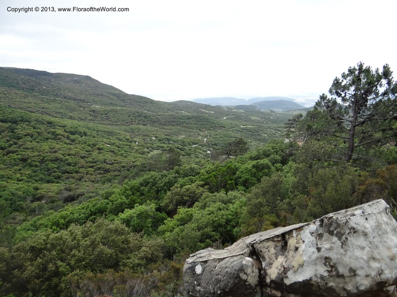 Spain. Andalucia. Parque Natural Alcornocales. 28 May 2013. DSC05381 (55).JPG