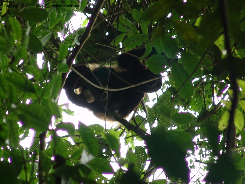 Howler monkey--Ecuador. Edo. Guaya. Manglares Churute Ecol. Res. 21 Mar 06. 098.jpg