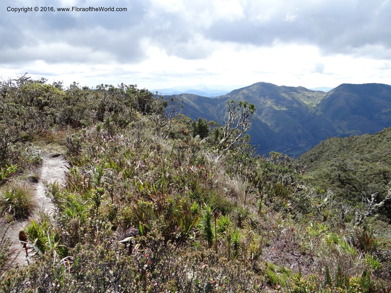 Ecuador. Loja. Podocarpus NP. Cajanuma. 29 Sep 2012. DSC05265 (489).JPG