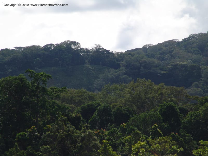 View of the ridge, looking NW--Gabon. Prov. Ogooue-Ivindo. Res. Lope. Fougere Brulee. 19 Apr 06. 276.jpg