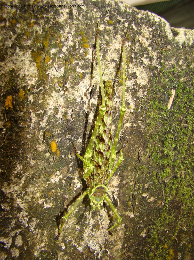 Costa Rica. Prov. Heredia. Braulo Carrillo Nat. Pk. 11 Apr 08. 019.jpg