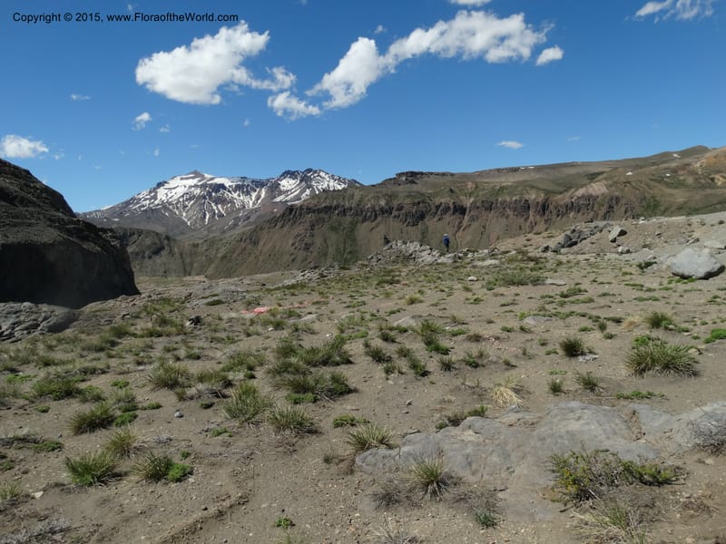 Chile. Ruta 115, to Laguna del Maule. 24 Nov 2014. DSC07486 (613).JPG