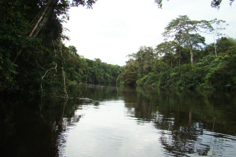Peru. Loreto. Dist. Nauta. Qbda Nawapa, Rio Tigre. 11 Nov 08. 110.jpg