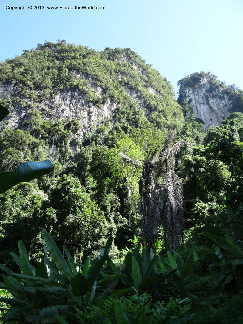 Thailand. Surat Thani Prov. Khlong Phanom Nat. Park. 15 Nov 2012. DSC09389 (269).JPG