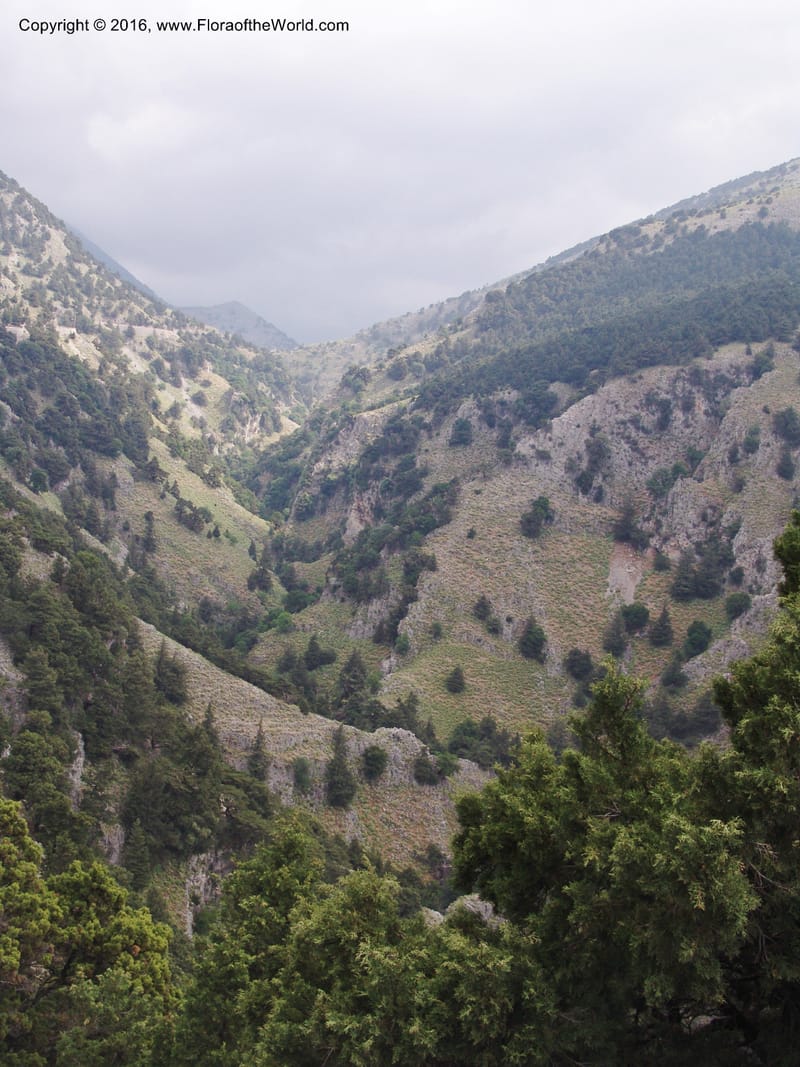 Crete. Imbros Gorge. 29 May 05. 025.jpg