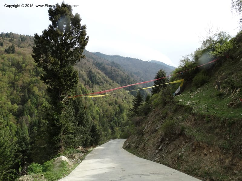 China. Sichuan. Siboguo Village. 9 May 2014. DSC04819 (81).JPG