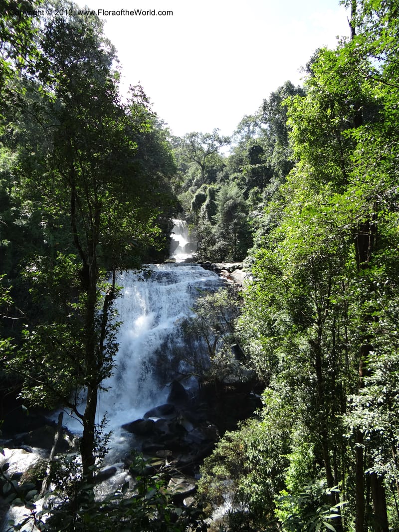 Thailand. Chiang Mai Prov. Doi Inthanon Nat. Park. 9 Nov 2012. DSC08345 (39).JPG