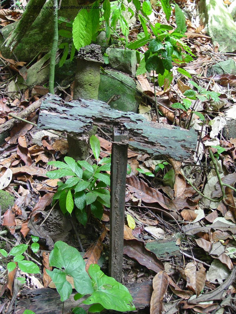 Cameroon. Bimbia Mangrove Nat. Trail. 8 Dec 03. 100.jpg