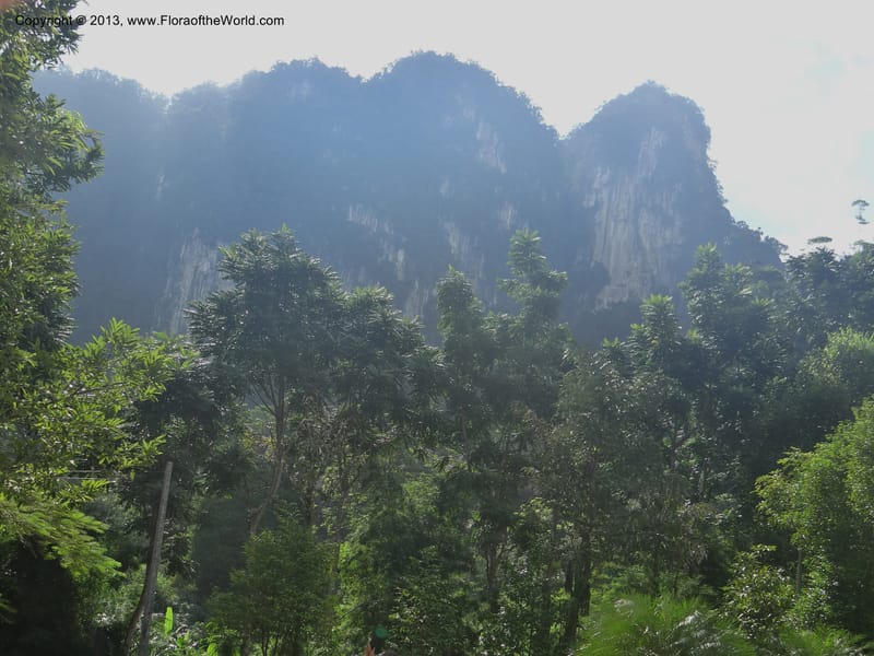 Thailand. Surat Thani Prov. Khlong Phanom Nat. Park. 15 Nov 2012. DSC09389 (6).JPG