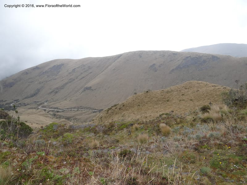 Views of Cotacachi Cayapas and Laguna Cuicocha. 4 Oct 2012. DSC06697 (2).JPG