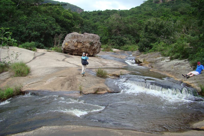 South Africa. KwaZulu-Natal. Krantzkloof Nat. Res. 24 Jan 09. 011.jpg