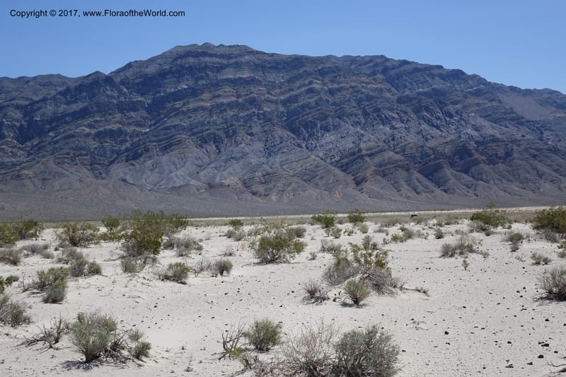 California. Inyo Co. Eureka Dune. 16 Apr 2016. DSC00110 (60).JPG