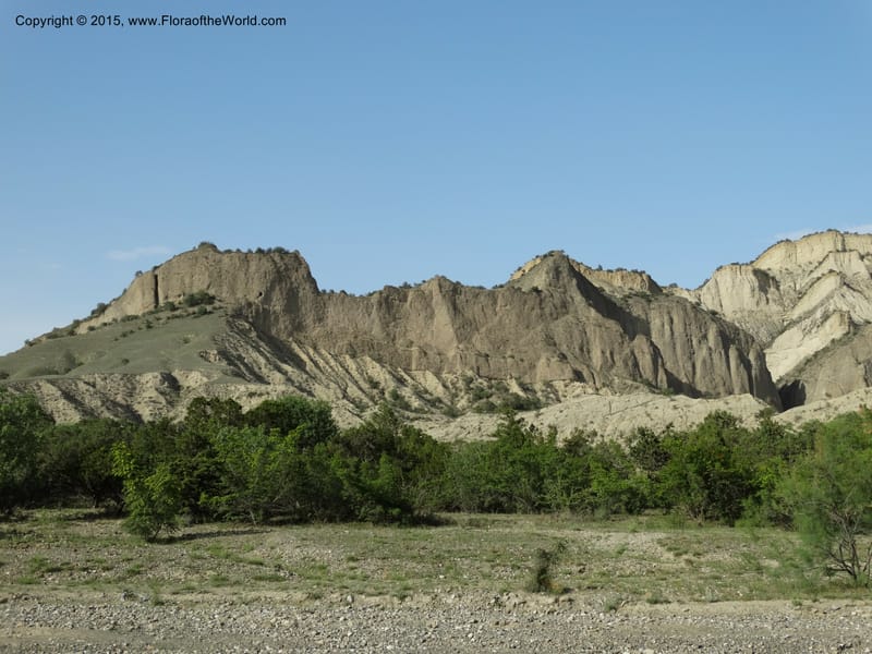 Georgia (Caucasus. Kakheti Region. (Kiziki). Toward Vashlovani. 6 Jun 2014. DSC07328 (444).JPG
