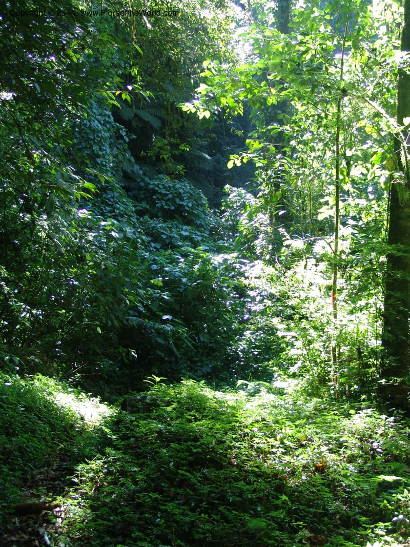 MX. Chiapas. Res. Biosf. El Triunfo. Sendero Cipresal. 9 Nov 04. 097.jpg