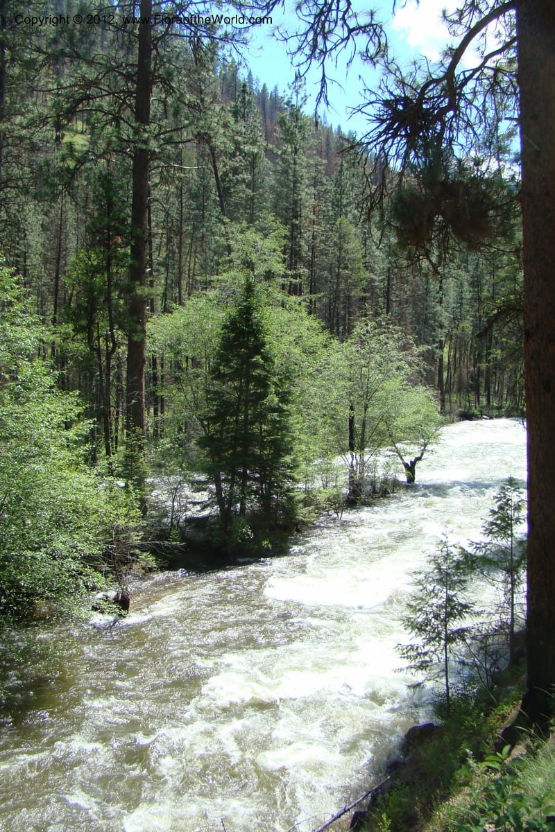 Idaho. Idaho Co. Salmon River. Shepp Ranch. 28 May 2009. 192.jpg