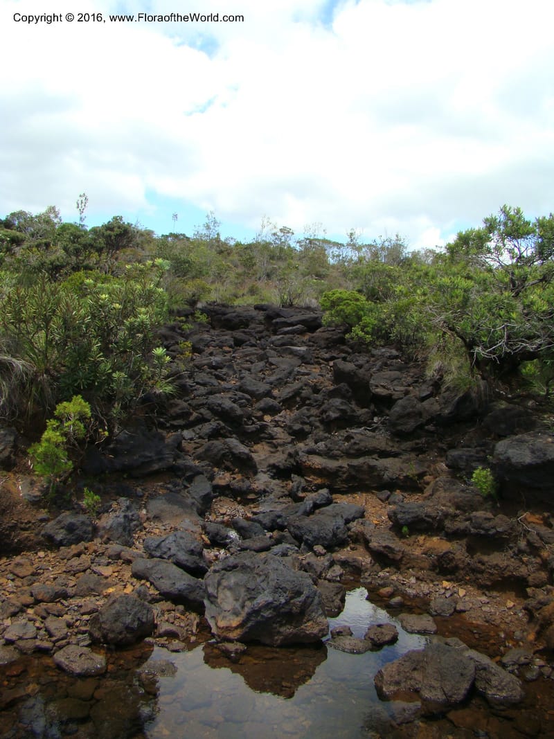 New Caledonia. 502.jpg