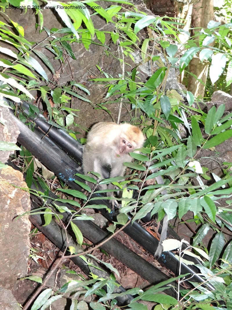 Thailand. Krabi Prov. Tham Sua Cave. 16 Nov 2012. DSC09671 (227).JPG