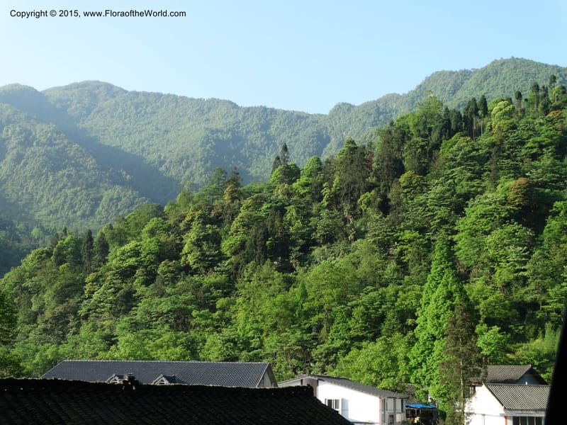 China. Sichuan. Emei Shan. 16 May 2014. DSC06936 (134).JPG