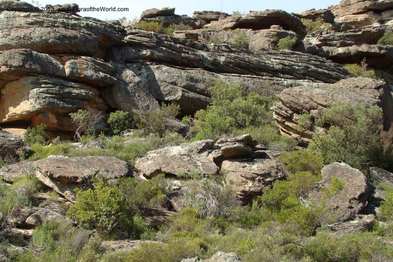 South Africa. Northern Cape. Papkuilsfontein. 26 Aug 09. 150.jpg