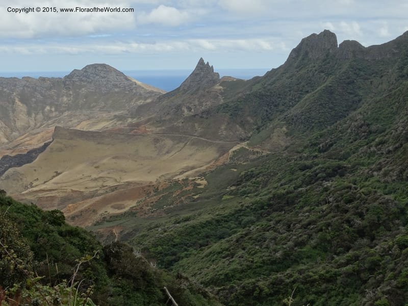 Chile. Juan Fernandez. Mirador Selkirk. 23 Feb 2015. DSC09106 (197).JPG