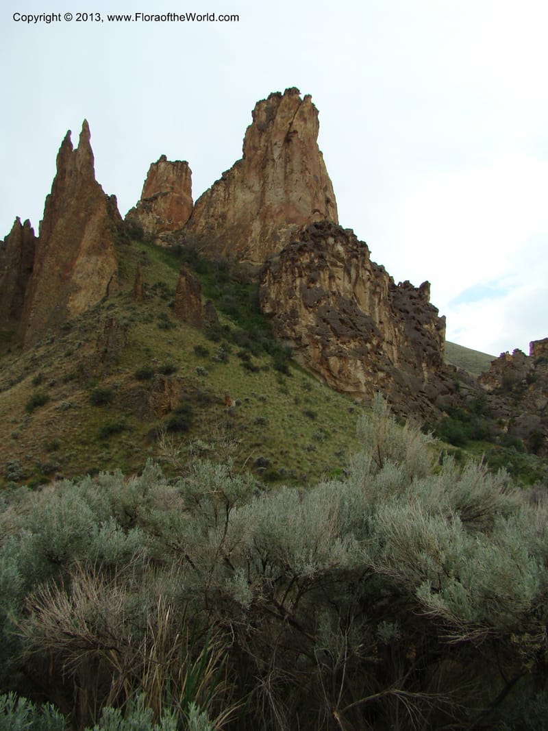 OR. Malheur Co. Leslie Gulch. 1 Jun 08. 396.jpg