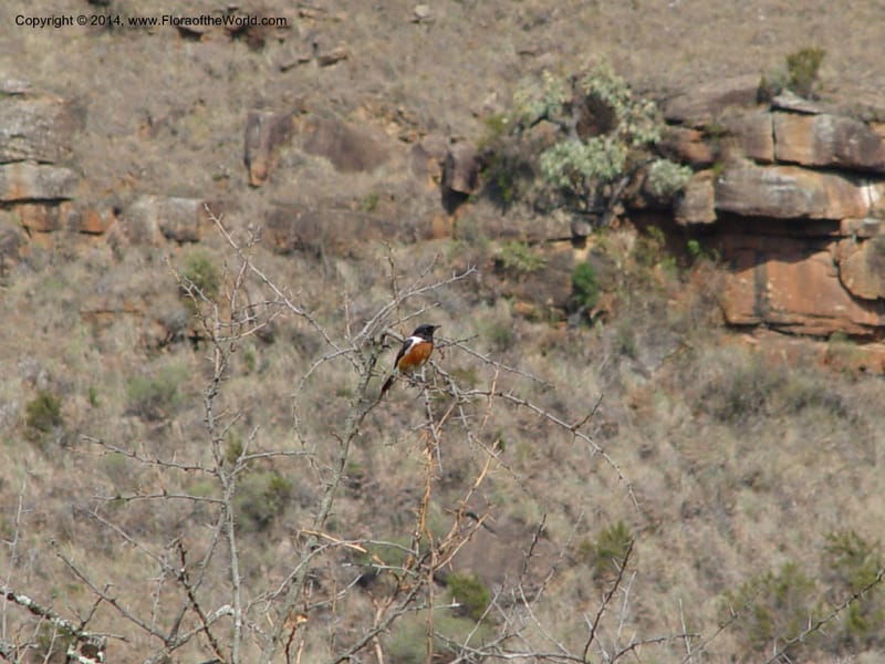 South Africa. Drakensberg Mts. Giants Castle. 4 Oct 2003. 001 (22).jpg
