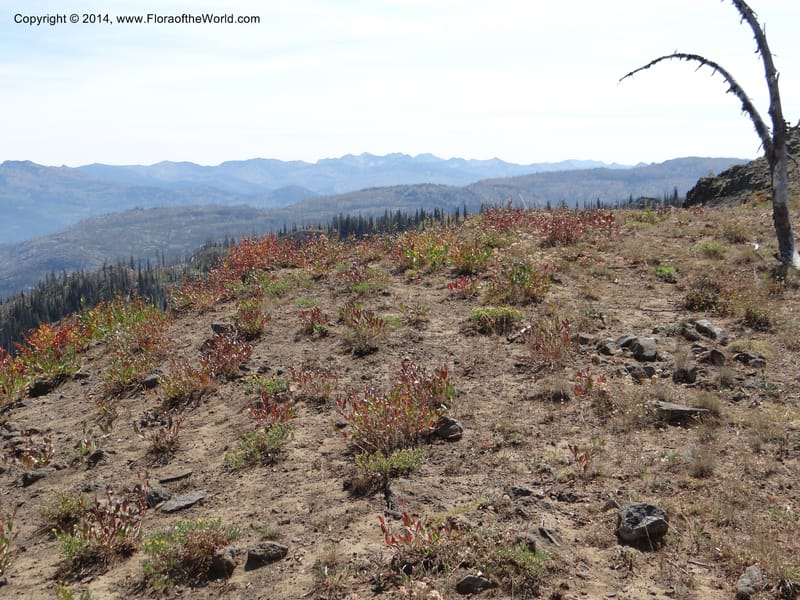 ID. Idaho Co. Lava Ridge Trail. 21 Aug 2013. DSC07258 (87).JPG