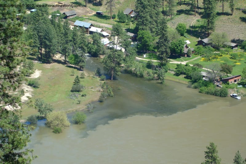 Idaho. Idaho Co. Salmon River. Shepp Ranch. 27 May 2009. 321.jpg